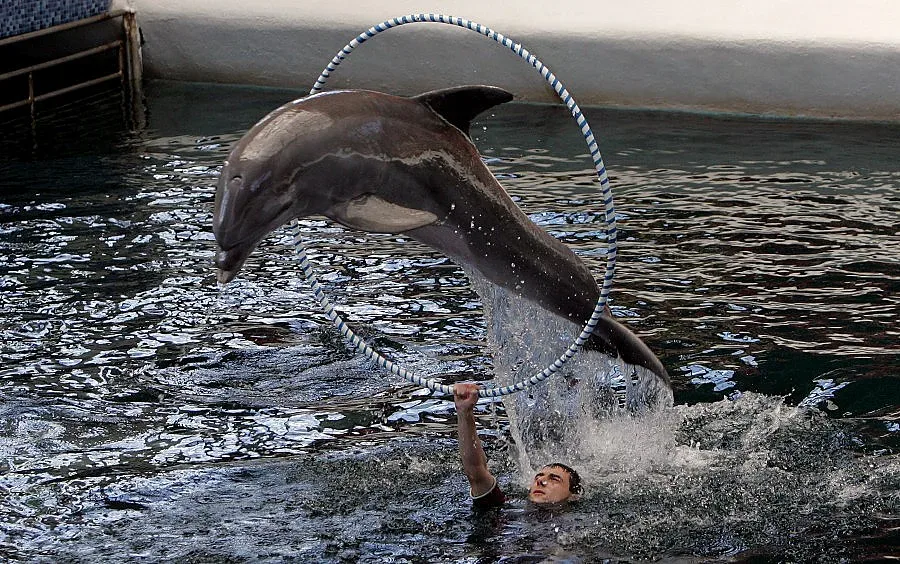 Разширяват делфинариума във Варна