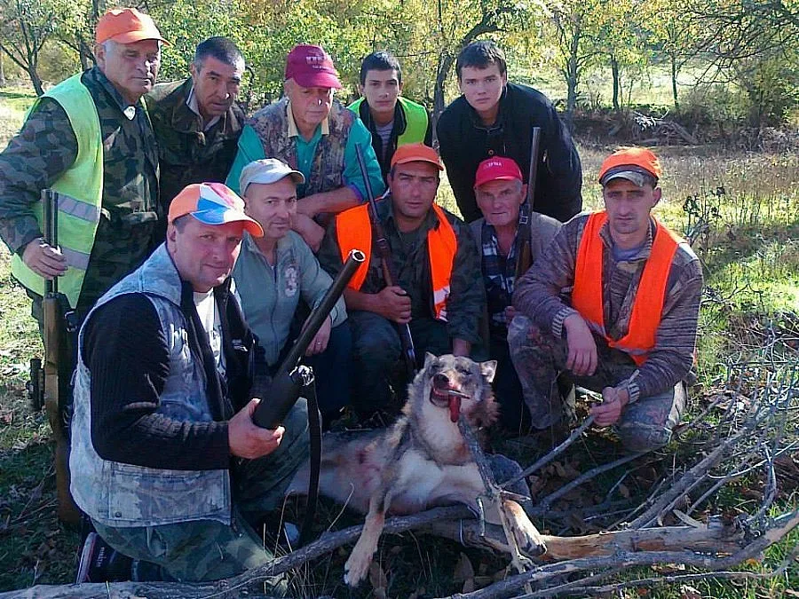 Ардински авджия отстреля 60-килограмова вълчица