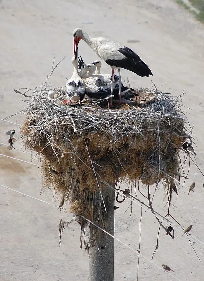 30 000 двойки чакат ред за бебе ин витро