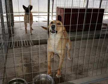 Продължава избиването на кучета в Силистра