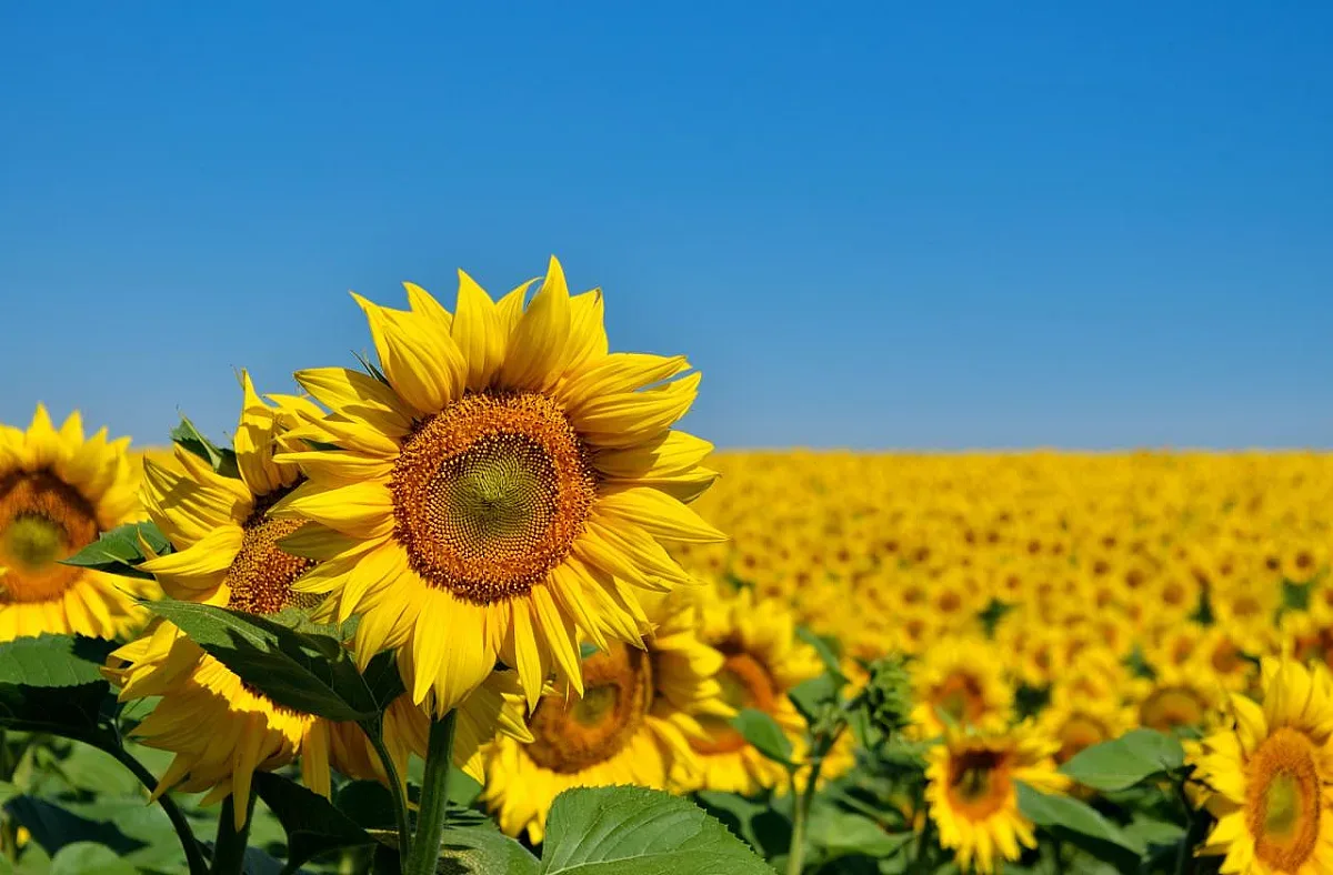 Катастрофална година за слънчогледа. Докъде ще стигне цената на олиото