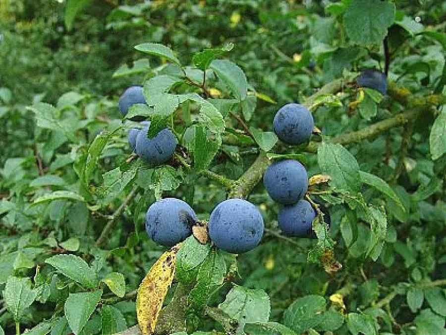 Билка уби дете