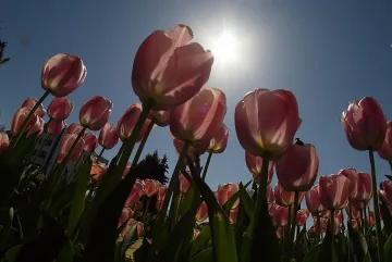 Холандски лалета цъфтят напролет край морето