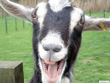 Козел нападна две пастирки 