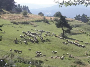 Избиха 263 овце и кози заради шарка