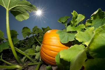 ЕС натисна Румъния за земята за чужденци