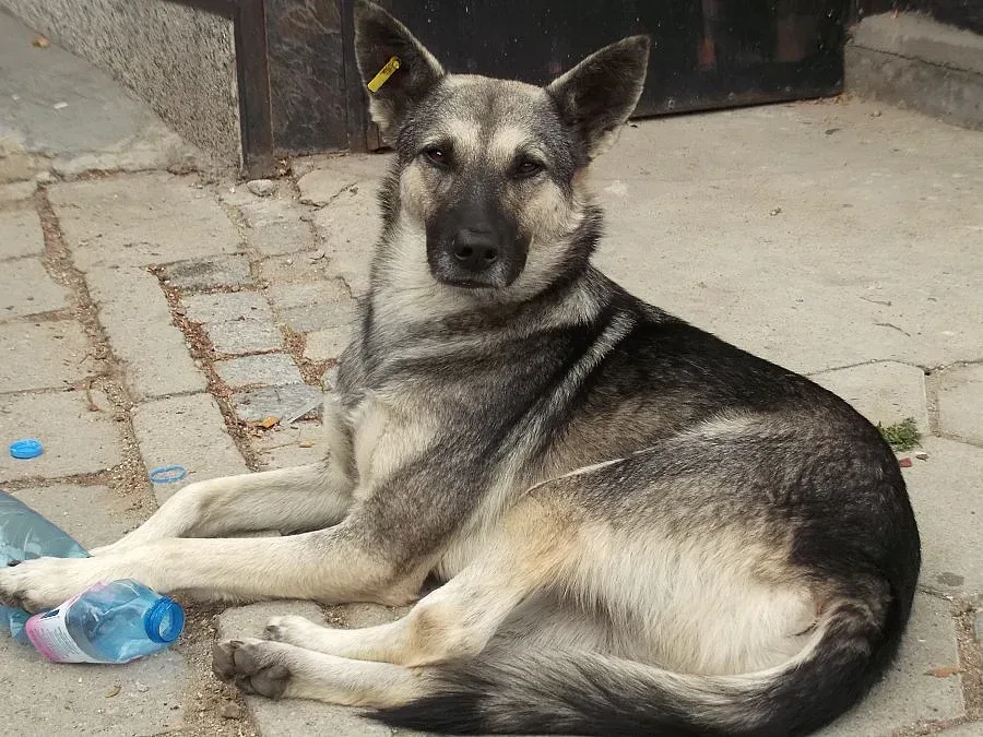 Природозащитници излизат на протест във Варна