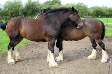 Шоу с тежковозни коне в Разлог