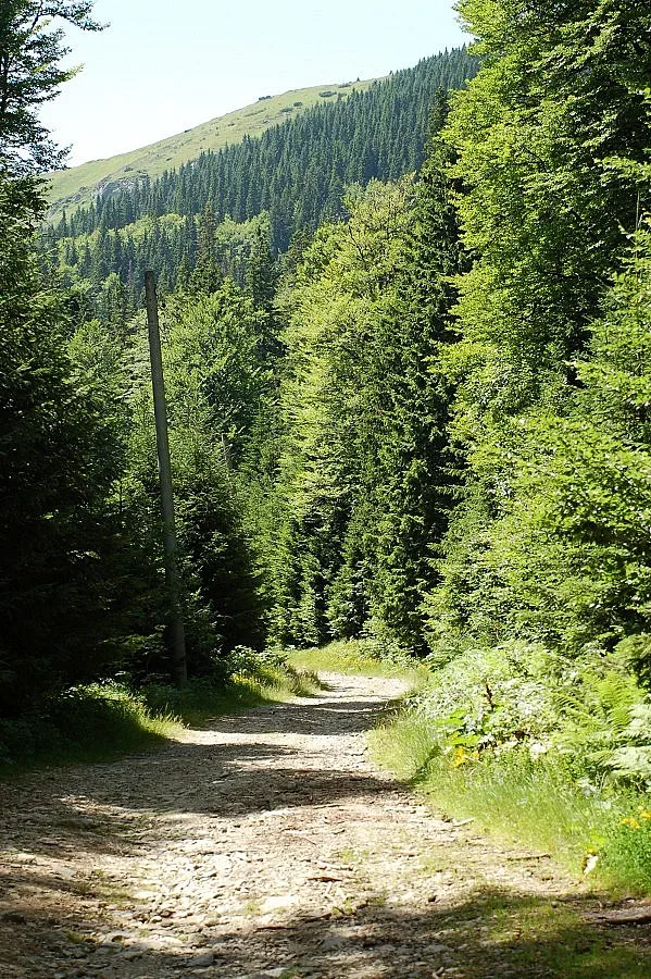 Задържаха двама чужденци до границата със Сърбия
