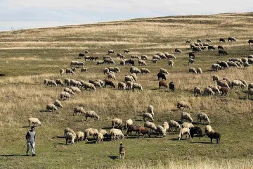 Румъния сваля ДДС на месото