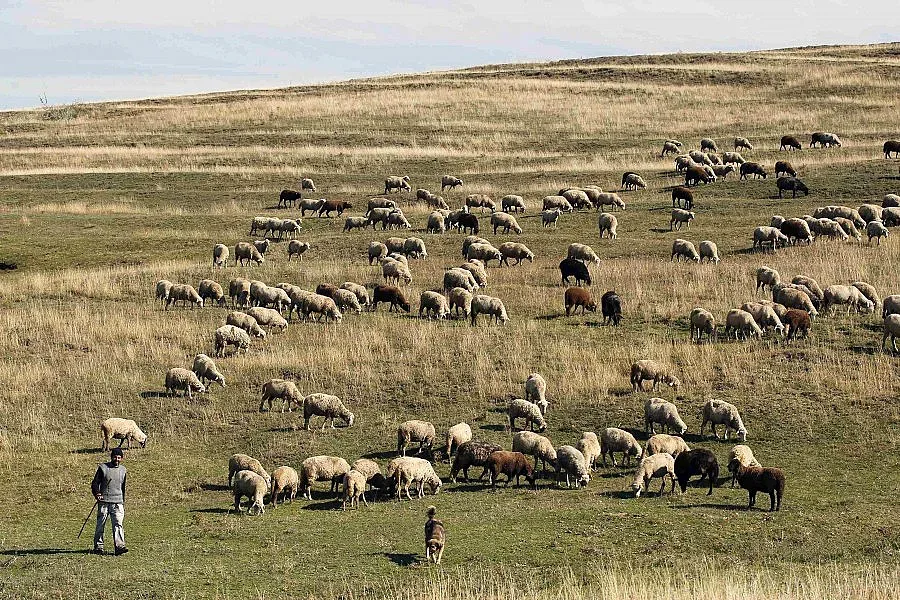 Румъния сваля ДДС на месото