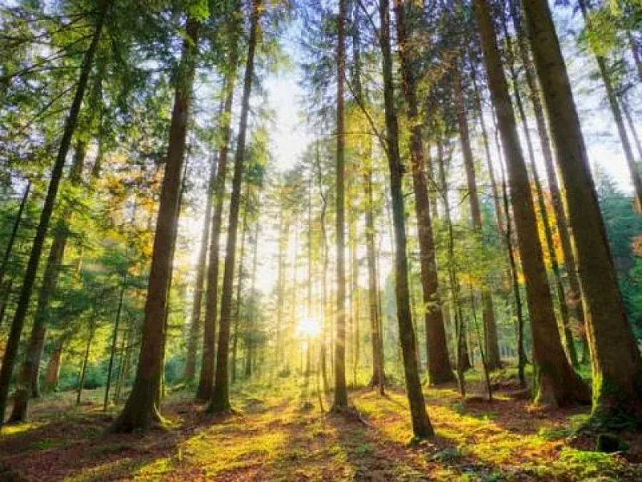 Нов горски шеф и в Благоевград