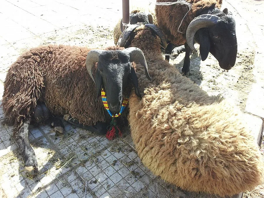 Подариха 11 овни за Курбан байрам на сирийските бежанци