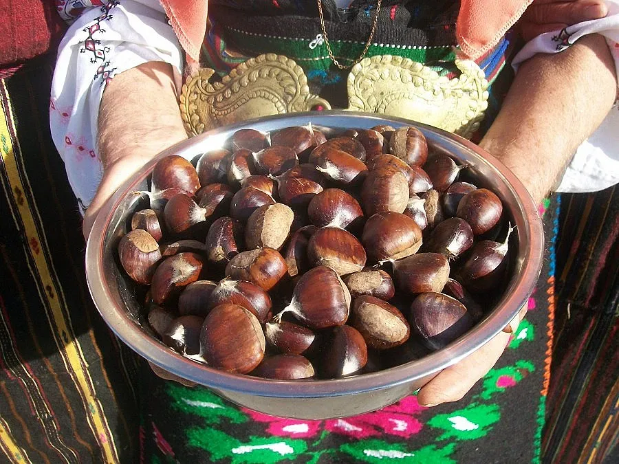 Песни и гозби на празника на кестена в Брежани