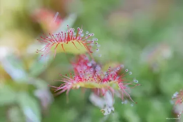 Непознатите ползи на торфищата