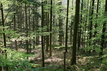 Синдикати искат горските да преработват опожарена дървесина