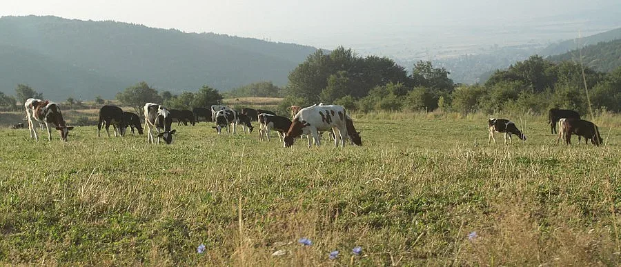 Немска компания инвестира над 15 млн. лв. в кравеферма
