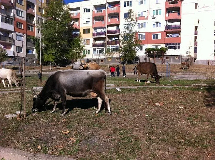 15 нехайни стопани са дадени на съдия-изпълнители   