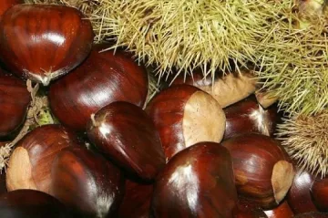 Самодейци от Пиринско и Павел баня на празник на кестена