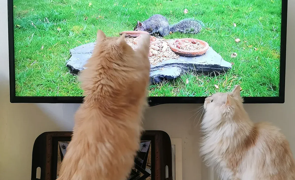 Какво виждат котките в телевизора? Обяснение от ветеринар