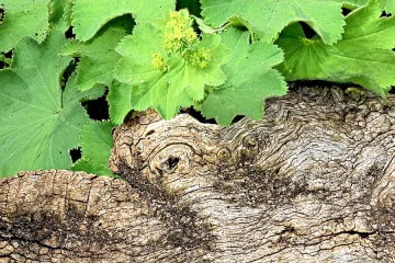 Млади срещу стари в Балкана