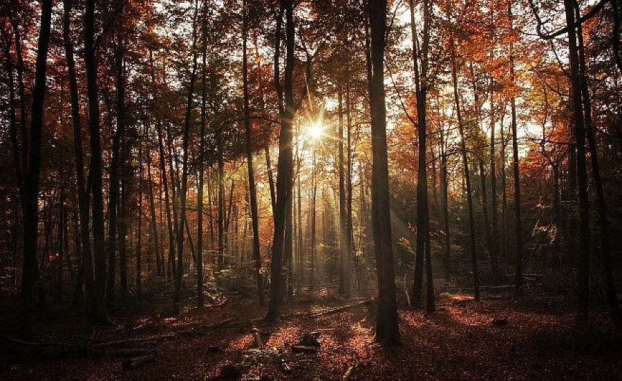 Слънчева неделя, с температури на места до 20 градуса