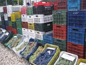 Пазар за грозде откриха в Монтана