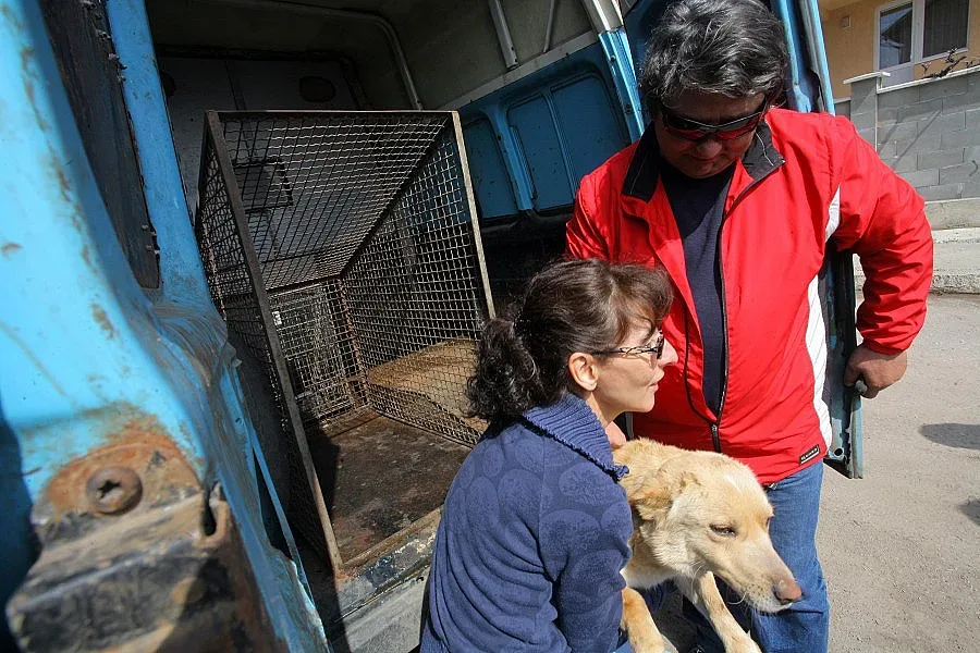 Kлиника за лечение на бездомни животни отваря в Банкя