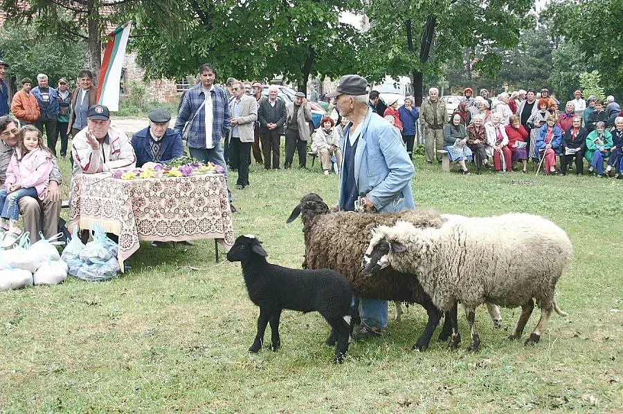 Белгийки ще гледат овце край Дунав