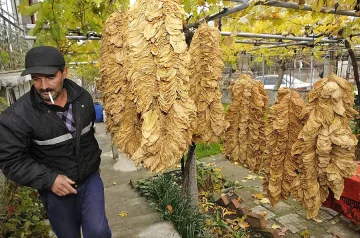 ДПС иска повече пари за тютюнопроизводителите