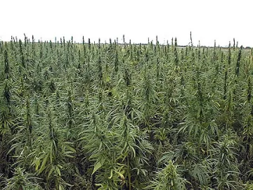 60-годишна отгледа над 300 кг канабис