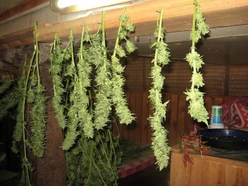 Полицията разкри наркооранжерия в силистренското 