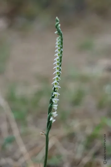 Есенни орхидеи цъфтят в Източните Родопи