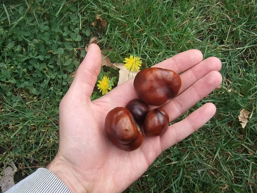 Тибетски монах учи нашенци как да използват дърветата като биозарядно