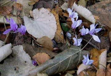 Защитена територия край Дунава ше пази рядко цвете