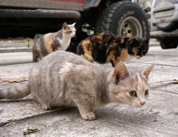 Глобиха баба, че храни котки