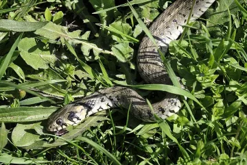 Преместиха ученици заради змия