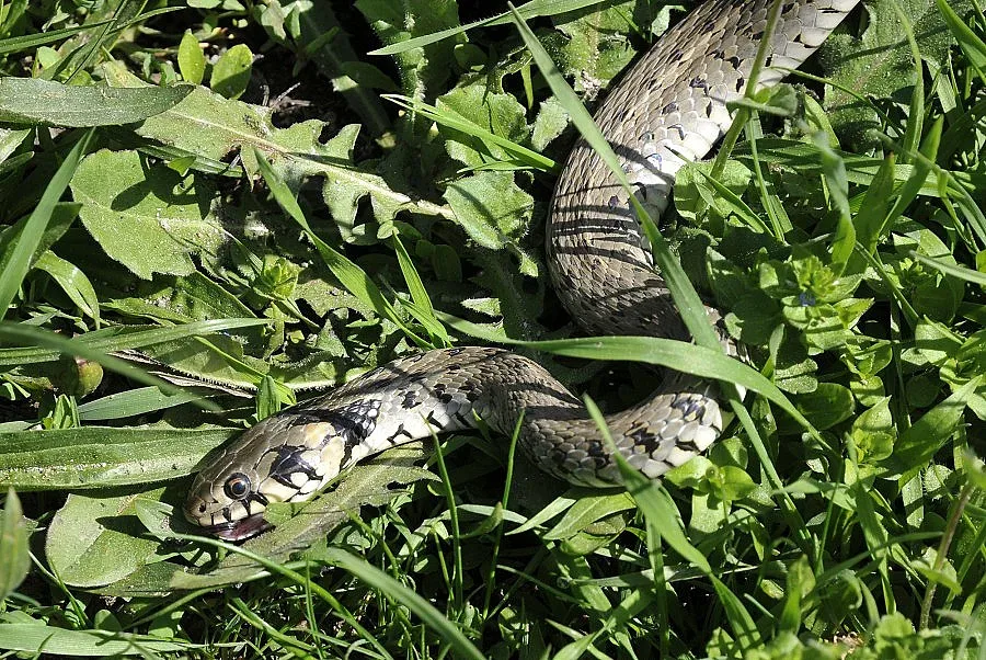 Преместиха ученици заради змия