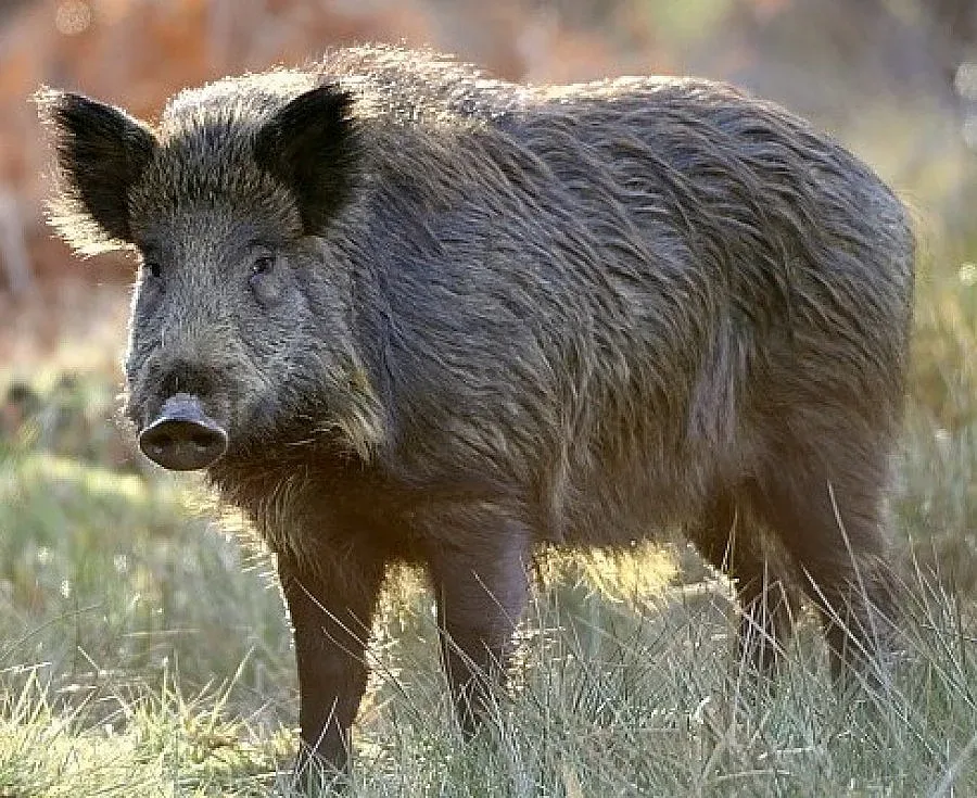 Ваксинират диви прасета срещу чума