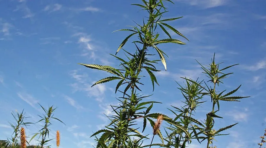 Поливат канабис край римска крепост