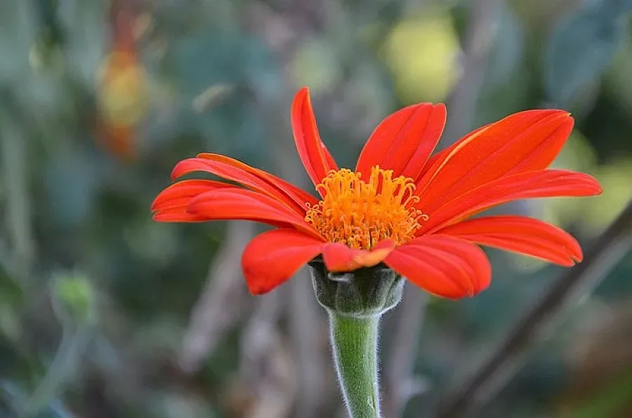 400 цветя на 2 квадрата направиха тераса номер 1 в Сливен