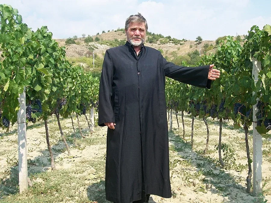 Дъждът отложи прибирането на мерлото и кабернето