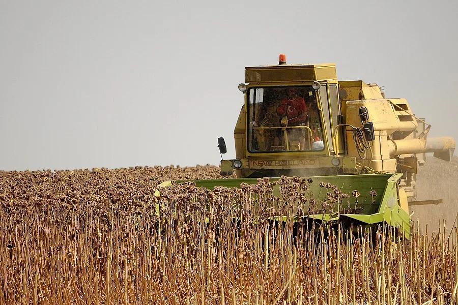 Цената на слънчогледа пада