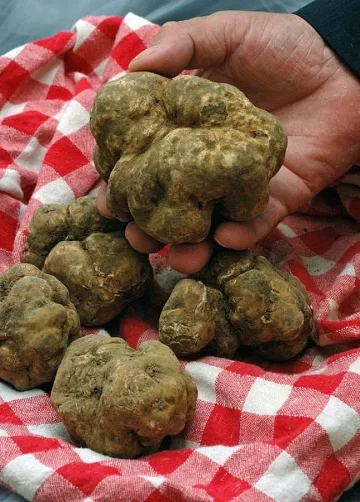 Бели трюфели за Обама