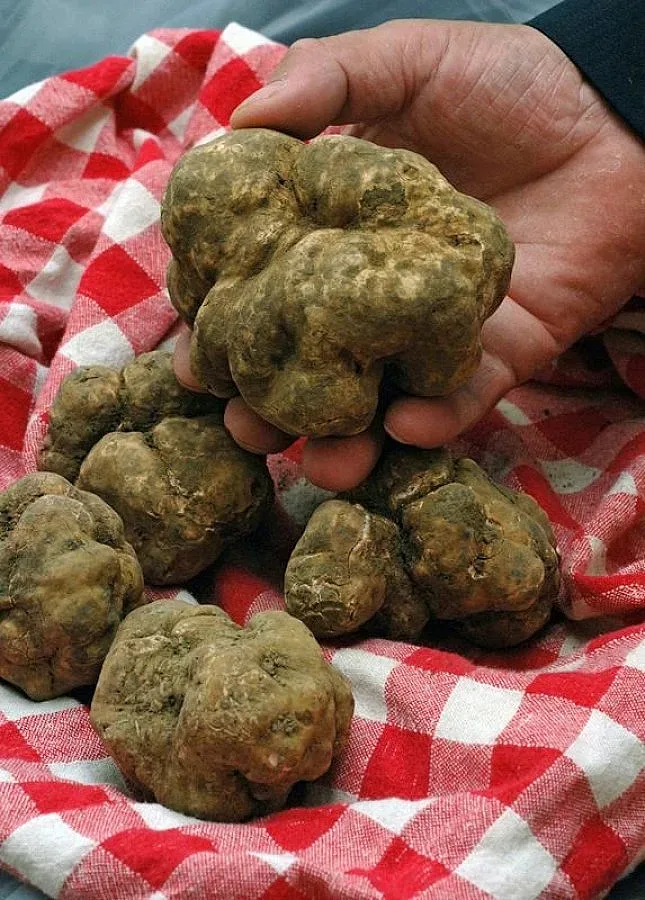 Бели трюфели за Обама