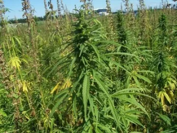 Над 22 т. канабис за месец ожънаха полицаи в благоевградско