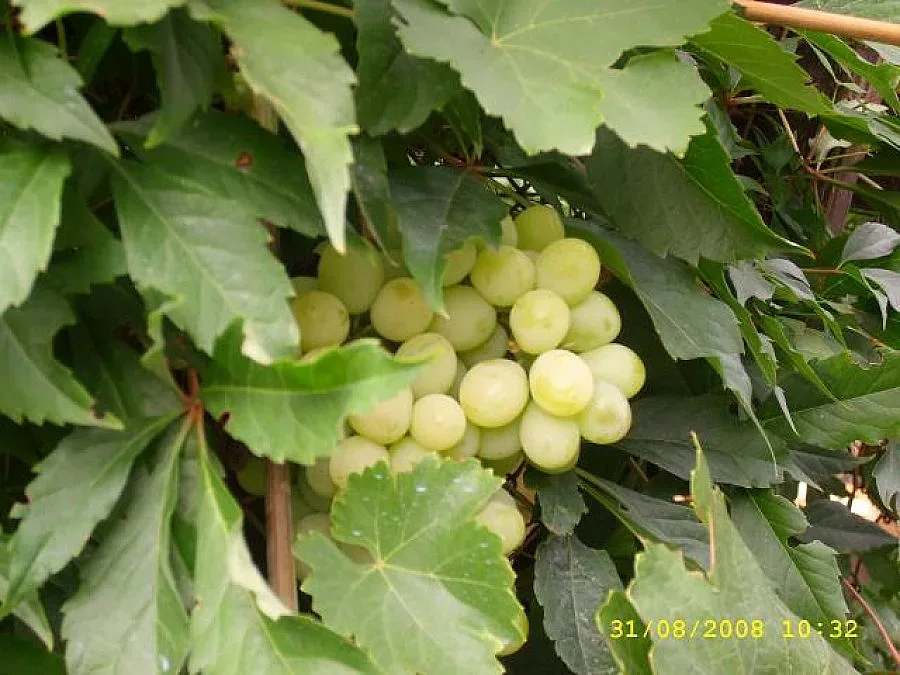 Фестивал на гроздобера води чужденци в Мелник