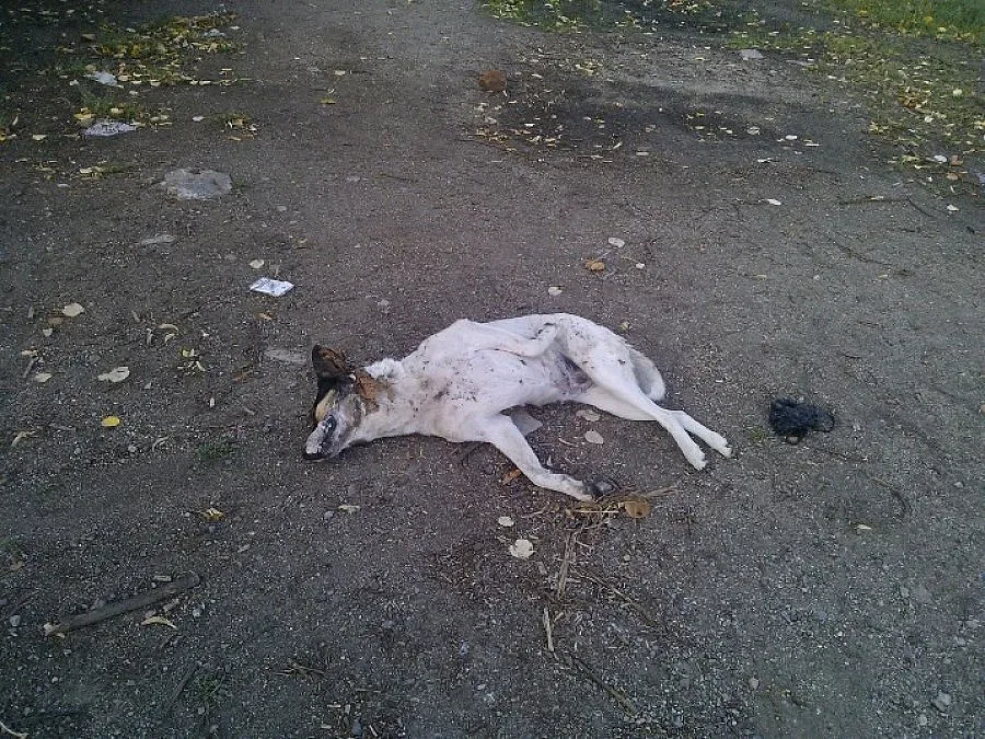 Отровиха домашни и улични кучета в кв. "Славия"