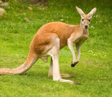 Кенгуру обра магазин в Чехия