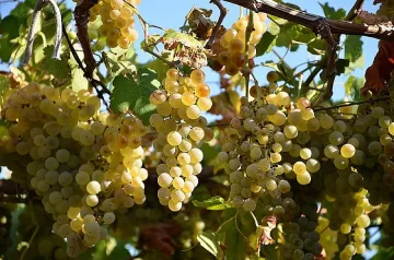 Петима задигнаха над 2 тона грозде